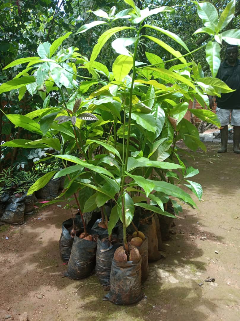 C4GSS field program